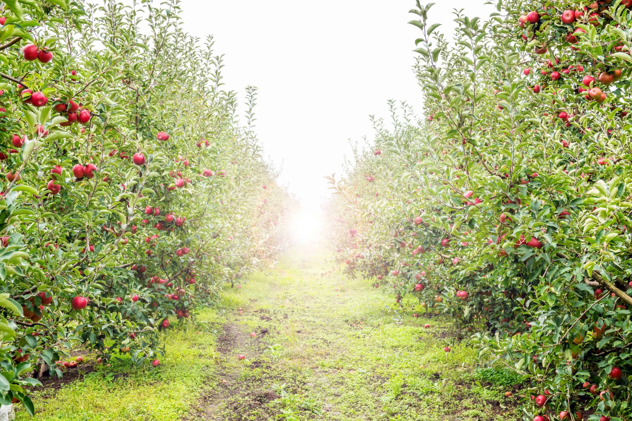 picture-ripe-apples-orchard-ready-harvestingmorning-shot_optimized