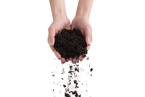 Brown soil in woman hands isolated on white background. The soil falls out of hand.
