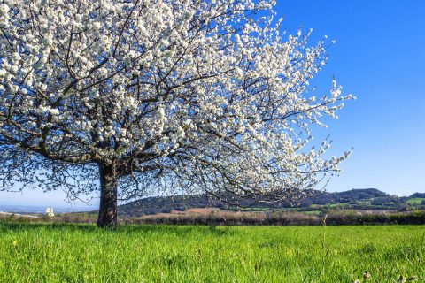 big-white-blossoming-tree-spring_optimized