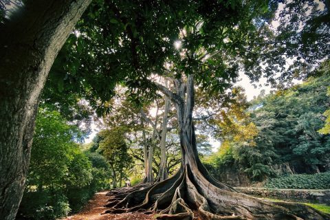 exotic-tree-with-roots-ground-middle-beautiful-forest_optimized