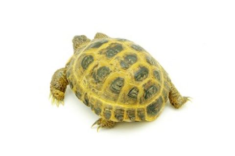 Reptile turtle isolated on white