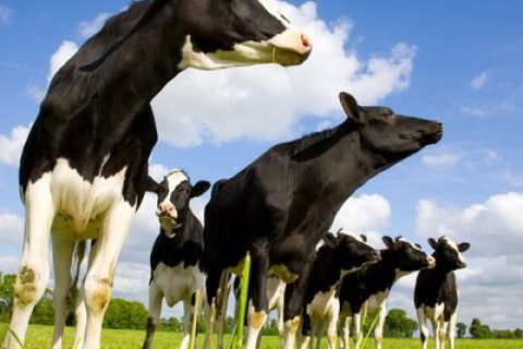 קורבנות לעתיד לבוא