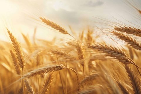 wheat-field-waving-wind-field-background_optimized