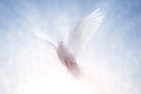 וישם לך שלום