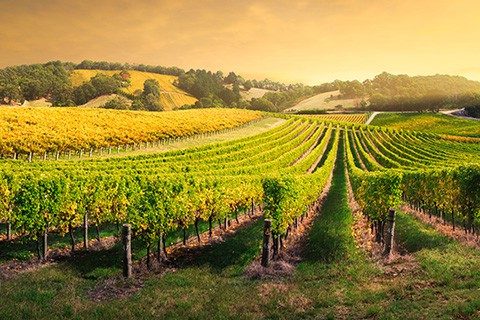Beautiful Vineyard in the Adelaide Hills, South Australia