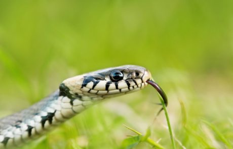 פרשת השבוע וארא – הנחש תנין והמטה